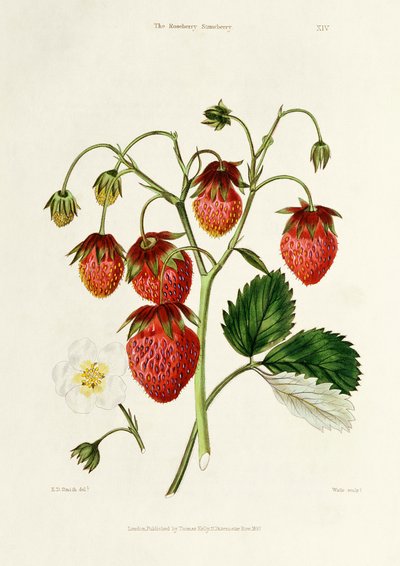 The Roseberry Strawberry, grawerowane przez Watte, wyd. Thomas Kelly, Londyn 1830 autorstwa Edwin Dalton Smith
